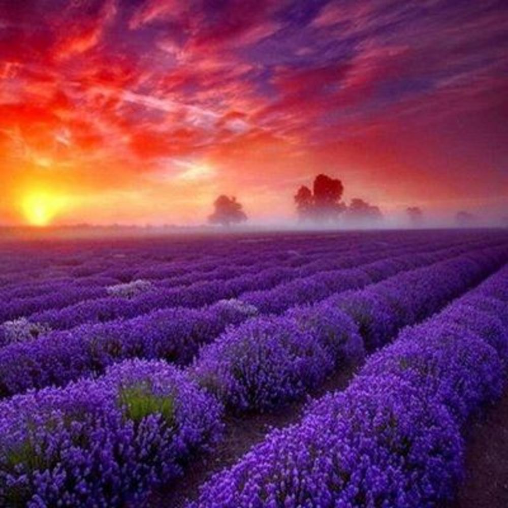 Meet your Posher, Marlena